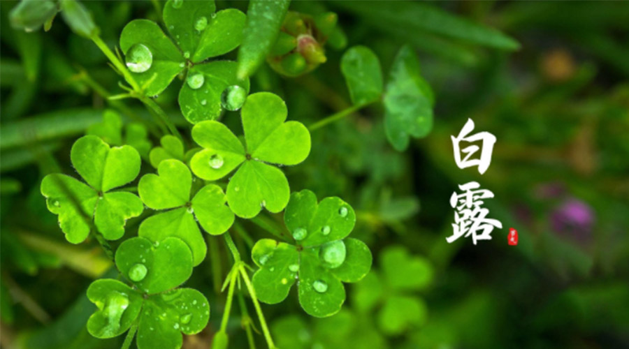 白露時(shí)節(jié)！ 金環(huán)電器提醒大家要注意這些事項(xiàng)